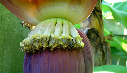 fleur